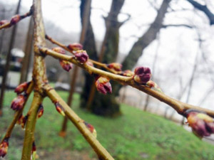 荘川桜 ４月２３日状況