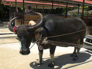 竹富島・水牛車2