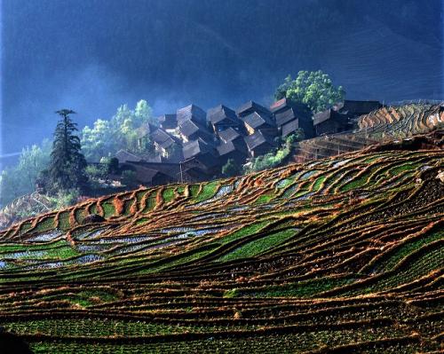 龍脊棚田23