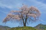 上発知のしだれ桜