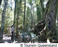 ゴンドワナ多雨林地区