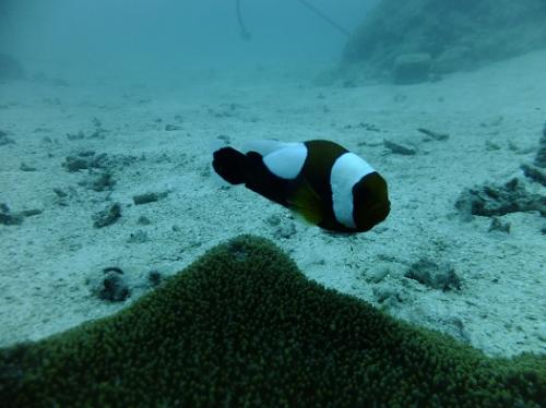 トウアカクマノミ