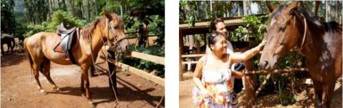 モーレア島 乗馬 2