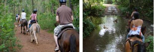 モーレア島 乗馬 3