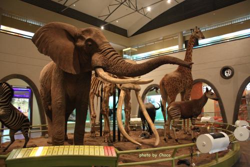ゾウの剥製