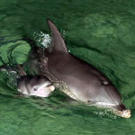 野生イルカ「シャドウ」(Shadow)
