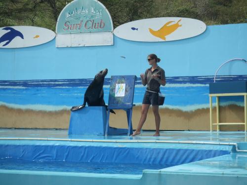 アシカのショー