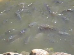 エラワン・ミュージアム