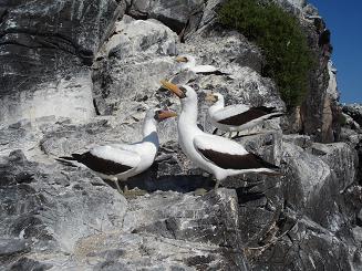 ナスカカツオドリ