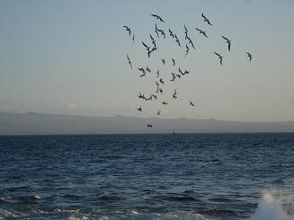 海に飛び込む青足