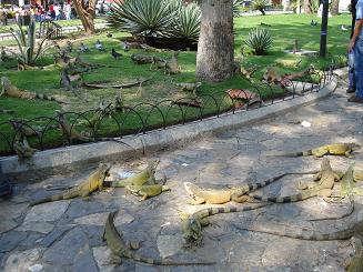 グアヤキルのイグアナ