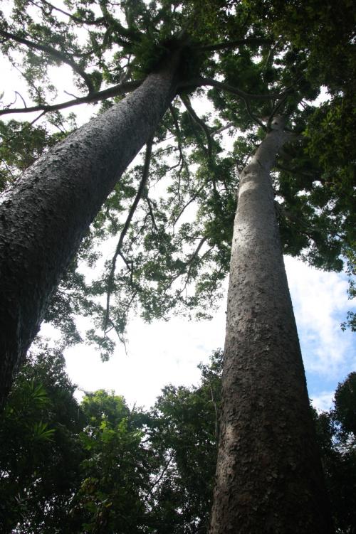 樹齢１０００も超えている古代の松の木