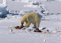 獲物を捕獲、満足げにむさぼる北極ぐま
