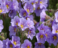 絶滅危惧種ハナシノブ属