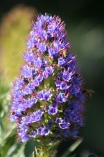 Ｐｒｉｄｅ　ｏｆ　Ｍａｄｅｉｒａ