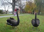 Ｂｌａｃｋ　Ｓｗａｎ４