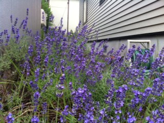 ラベンダー札幌