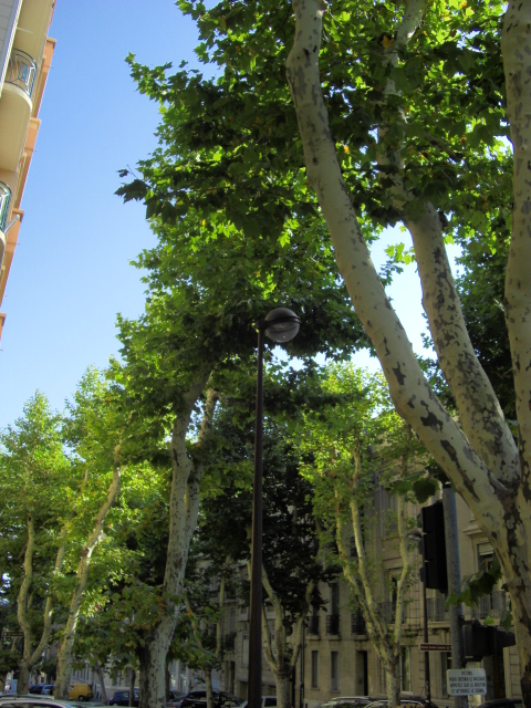 南フランスの午後