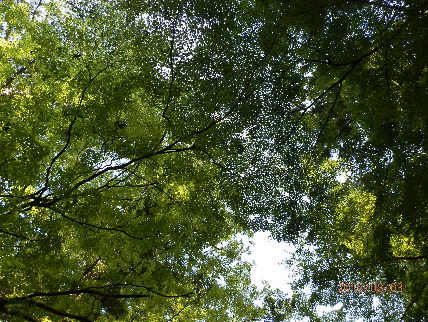 永平寺の新緑