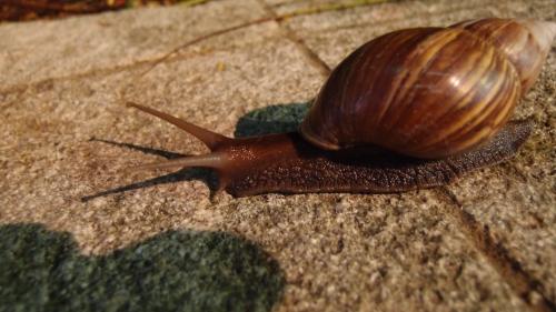 アフリカマイマイ