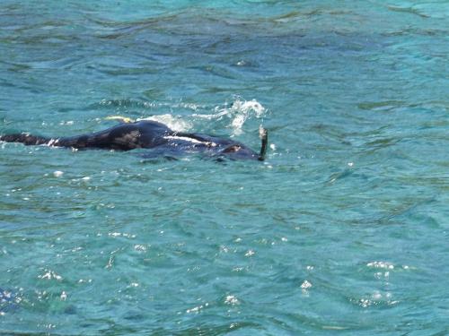 シュノーケリング