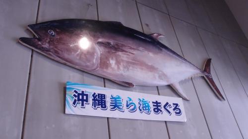 沖縄美ら海マグロ