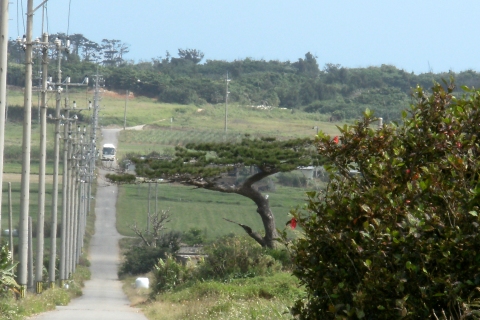 ナンダニーの一本松