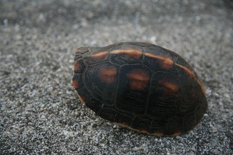 セマルハコガメ