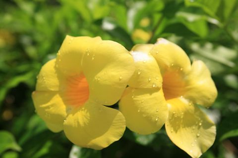 アラマンダの花