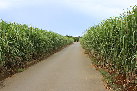 さとうきび畑