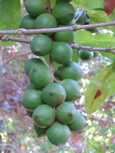 マカデミアンの木