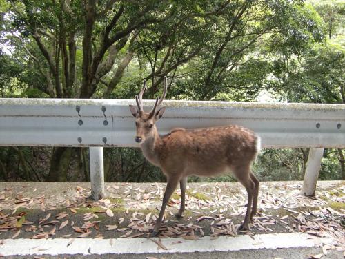屋久鹿