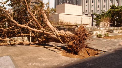 根こそぎ・・・