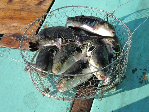 水揚げされたばかりのあのりふぐ