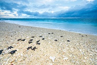 モンリポビーチ