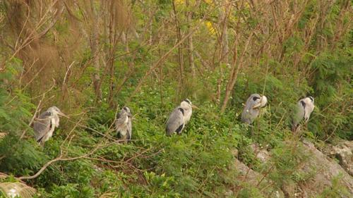 アオサギの等間隔
