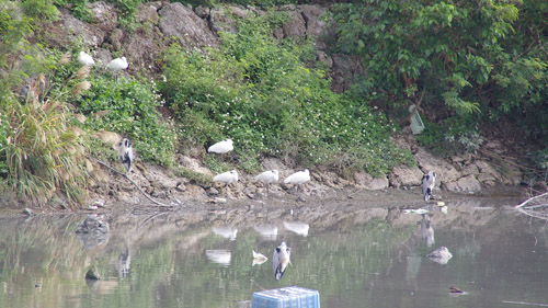 クロツラヘラサギ6羽