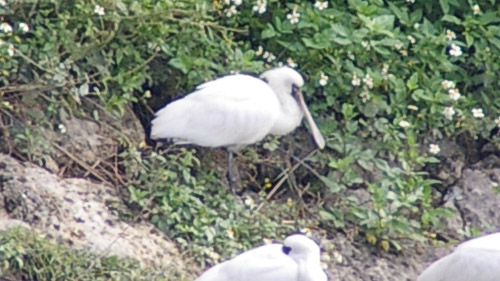 クロツラヘラサギ3