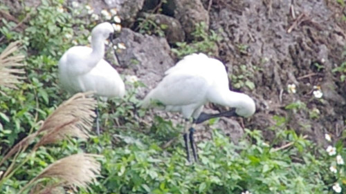 クロツラヘラサギ4