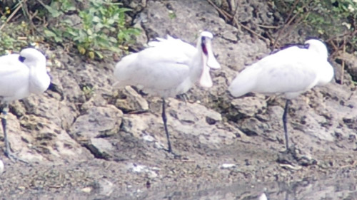 クロツラヘラサギ６あくび