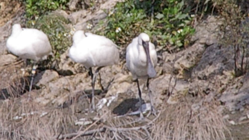 クロツラヘラサギ７アングルを変えて