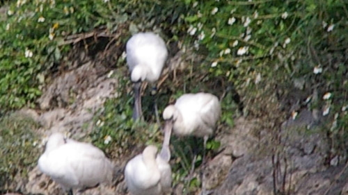 クロツラヘラサギ8