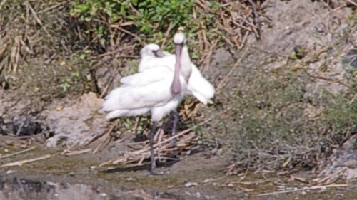 クロツラヘラサギ9写真向かって左