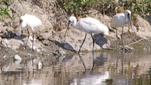 クロツラヘラサギ10