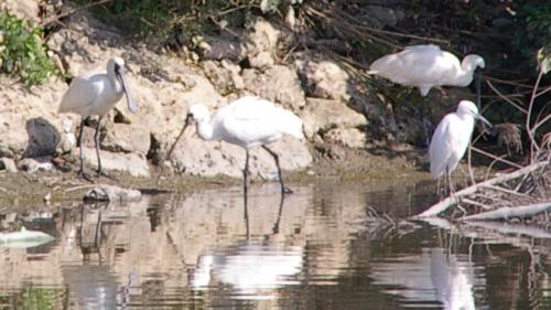 クロツラヘラサギ12 と コサギ？