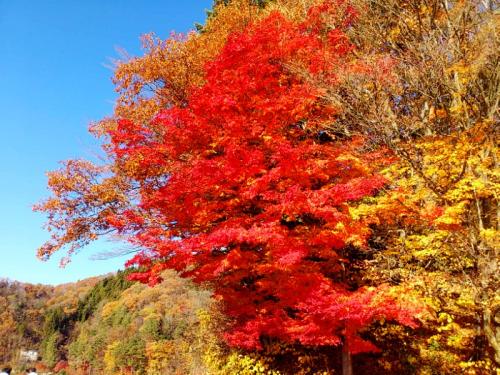 紅葉１
