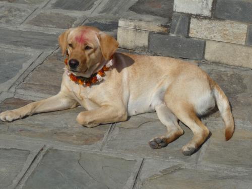 ２０１２ラクシュミプジャ１