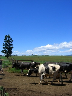 牧場の広々した景色