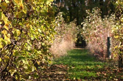 Ｐ４２-０１３Ｆ