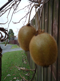 Ｐ６６-０１１Ｆ